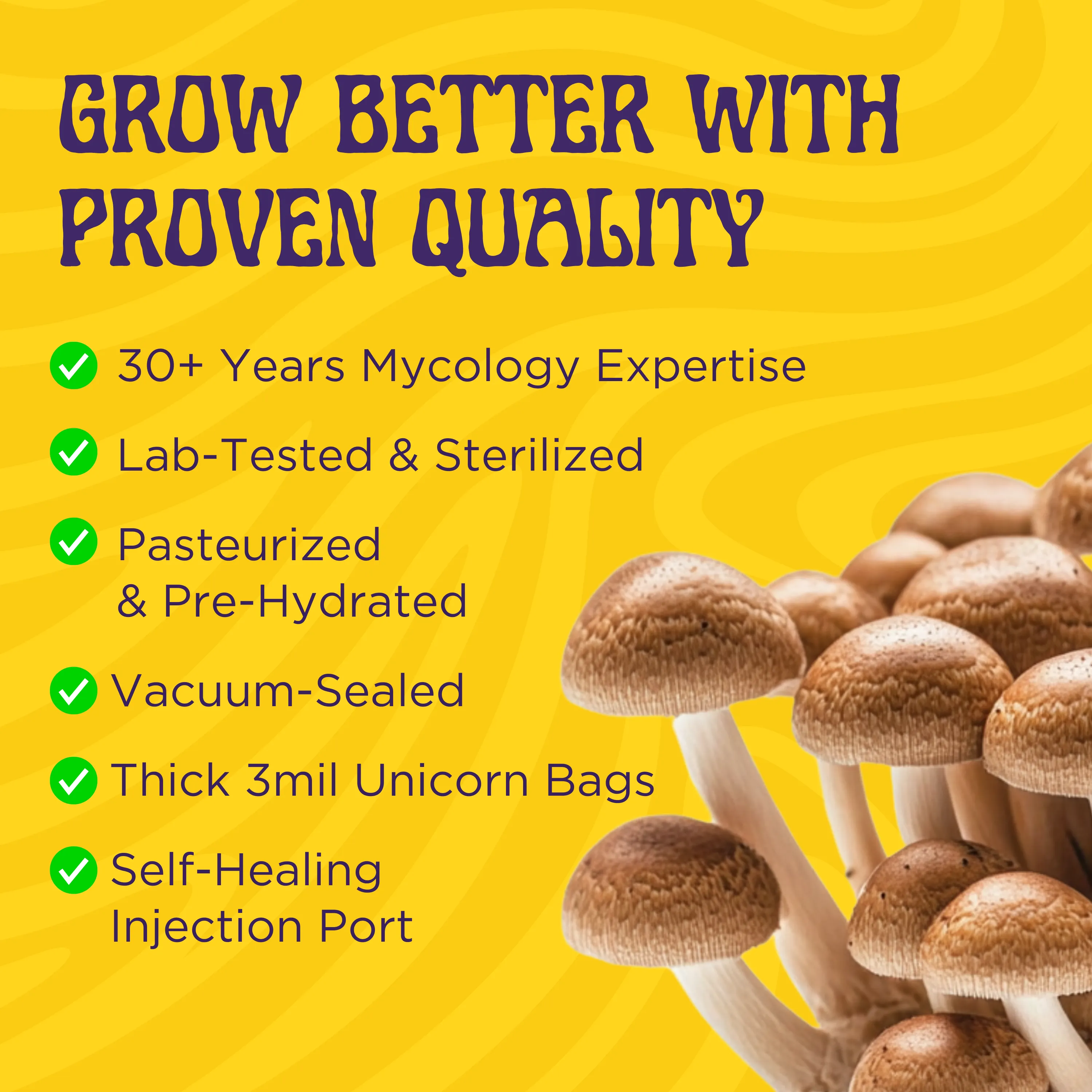 3 Pack | 6 lb All-in-One Mushroom Grow Kit In a Bag | Spores Not Included