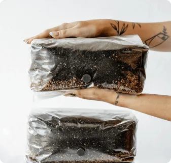 6 Pack | 6 lb All-in-One Mushroom Grow Kit
