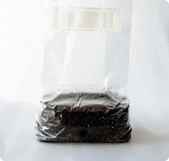 6 Pack | 6 lb All-in-One Mushroom Grow Kit