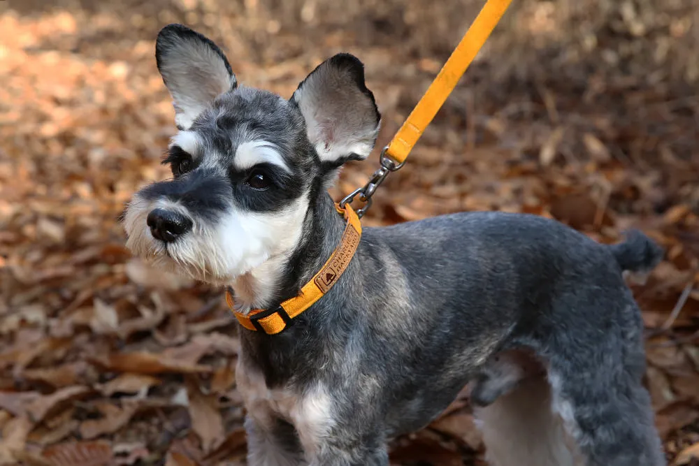Charlie's Backyard Easy Leash Yellow