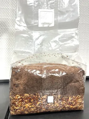 Premium 5 lb Mushroom All in one Grow Bag for Wood Loving
